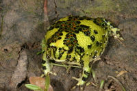 Notaden bennettii Photo by Harry Hines