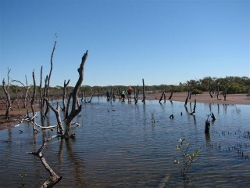 Mangrove dieback, Crab Island Photo by Lana Heydon