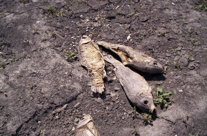 Hydro-climate data relates to ecological requirements, Photo by Cathy Ellis