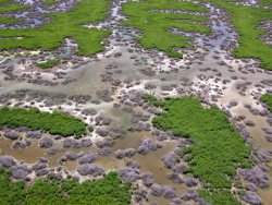 Ibis colony in a lignum swamp in the Cooper River floodplain, Photo by Roger Jaensch, Wetlands International